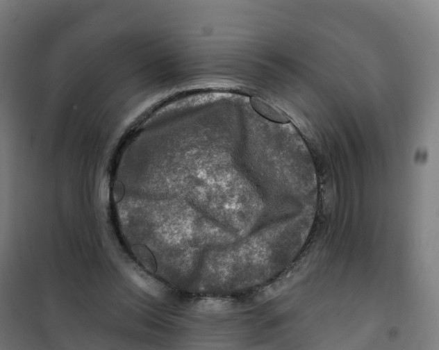 X0000100370350200807031907