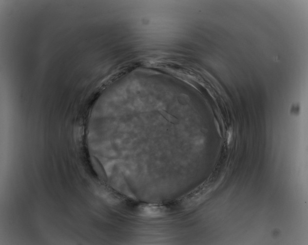 X0000100370372200807031907