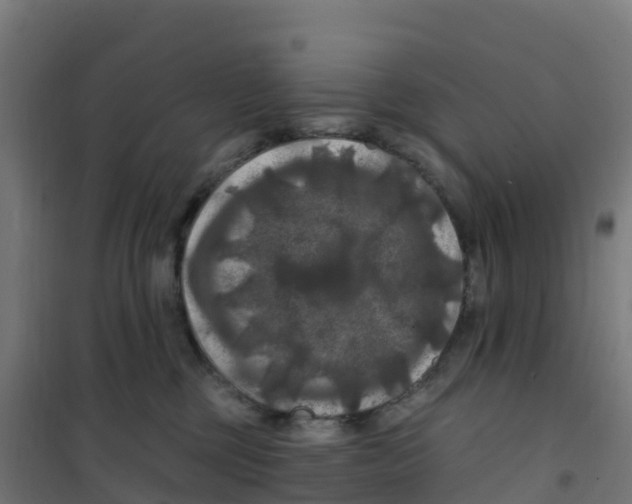 X0000100370377200807031908