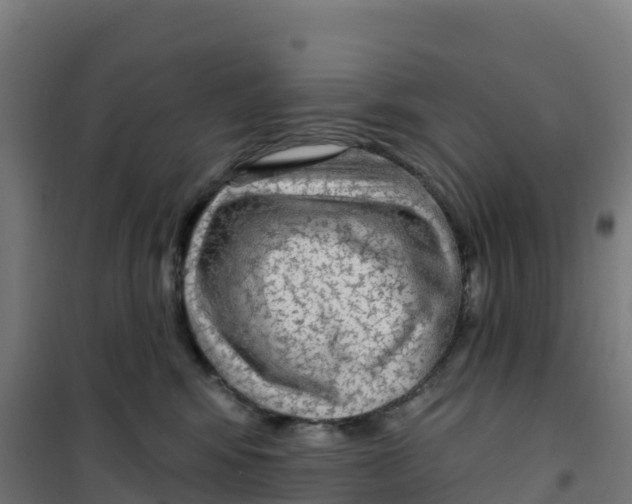 X0000100370424200807031906