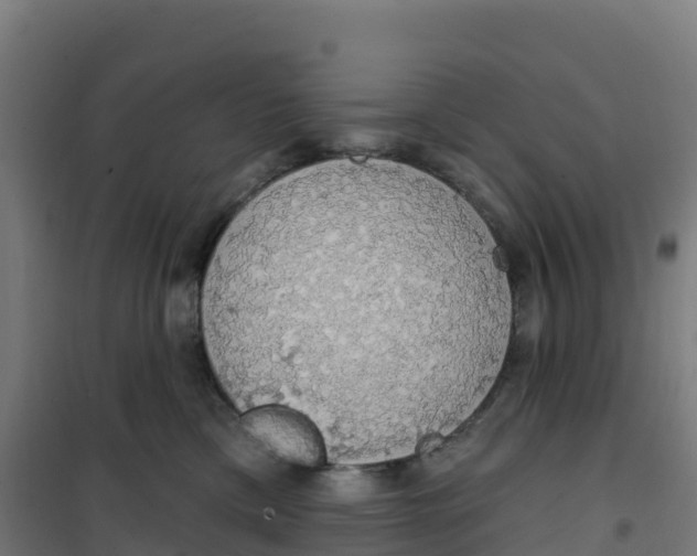 X0000100370425200807031906