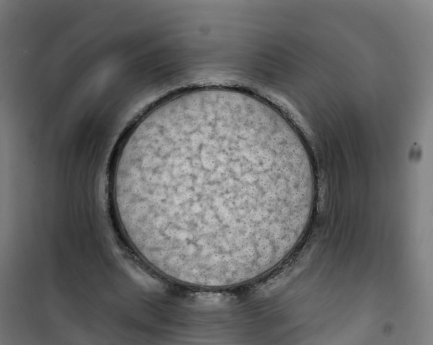 X0000100370439200807031906