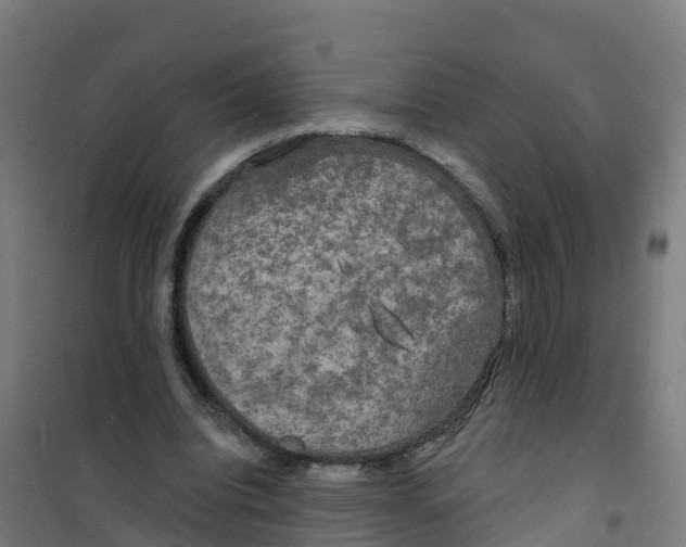 X0000100370440200807031906