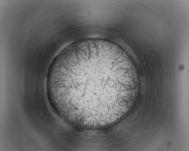 X0000100370482200807031905