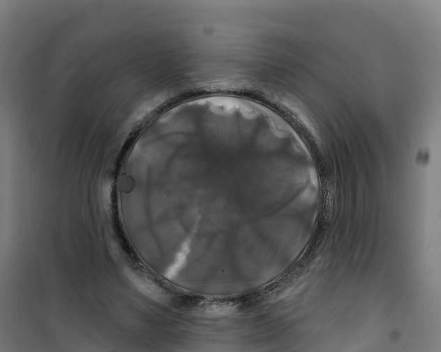 X0000100370491200807031905