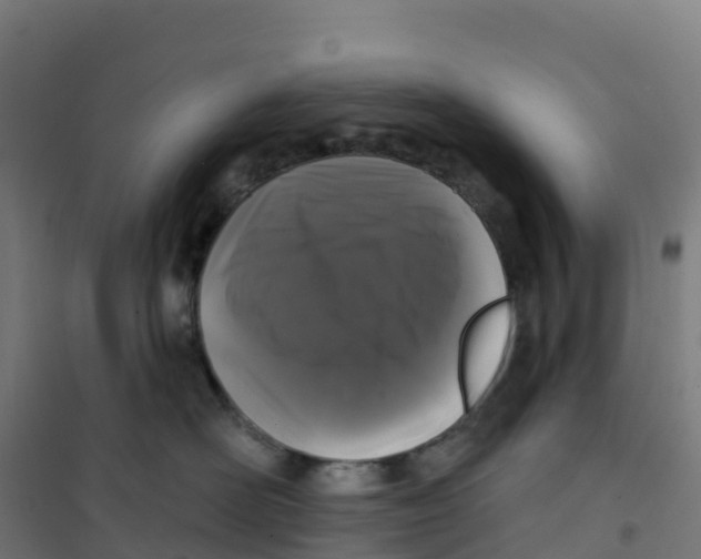 X0000100370526200807031905