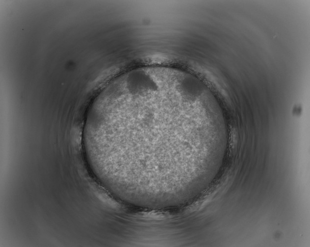 X0000100370545200807031904