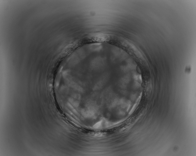 X0000100370553200807031904