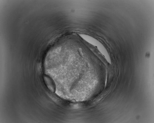 X0000100370564200807031905