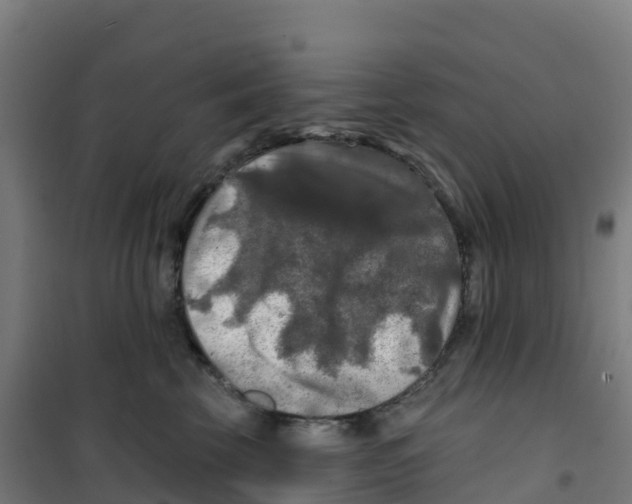 X0000100370569200807031905