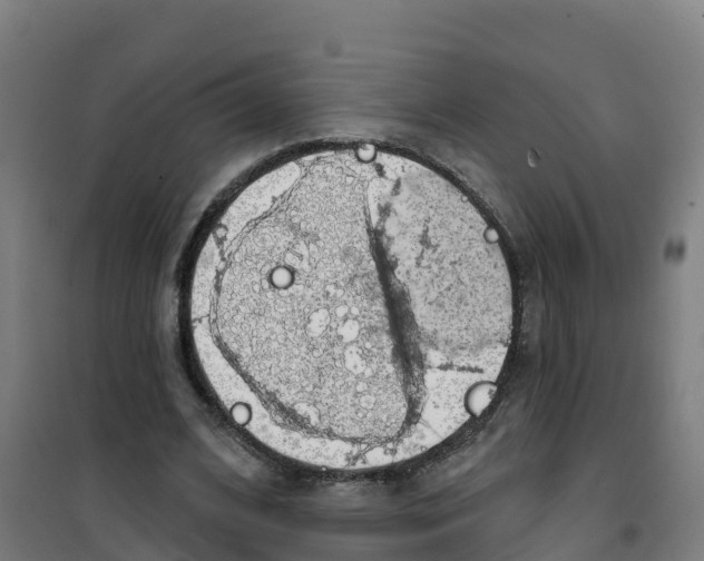 X0000100370584200807031904