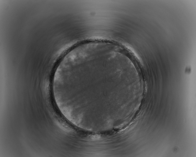 X0000100370588200807031904