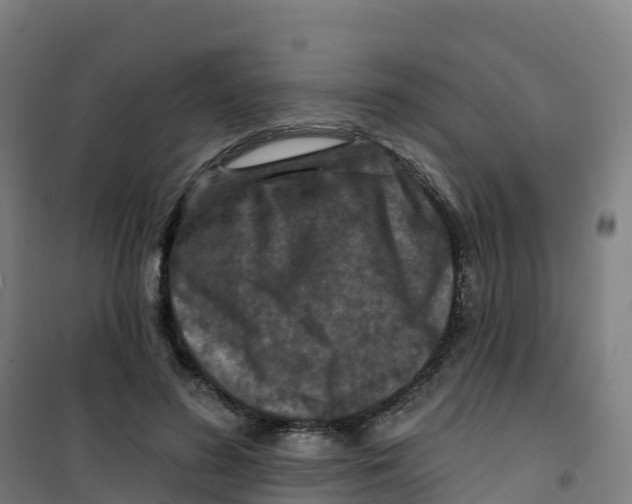 X0000100370596200807031904