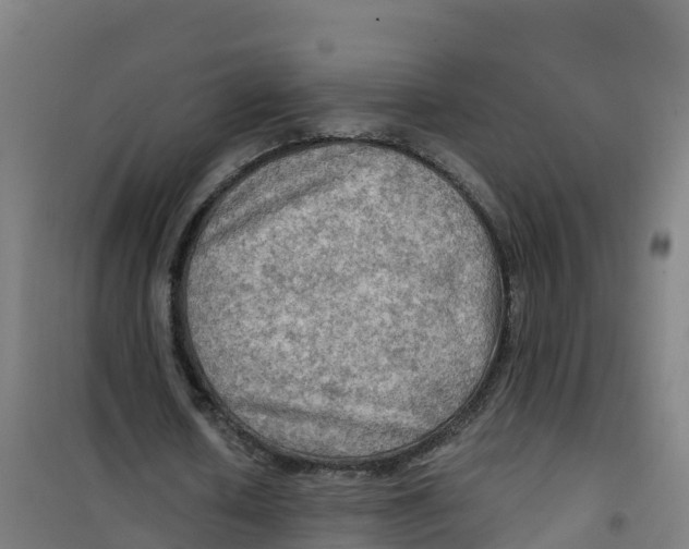 X0000100370626200807031903