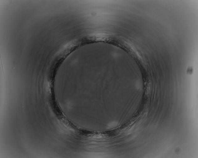 X0000100370643200807031903