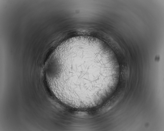 X0000100370649200807031903