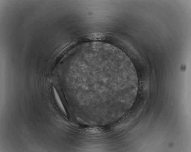 X0000100370652200807031903