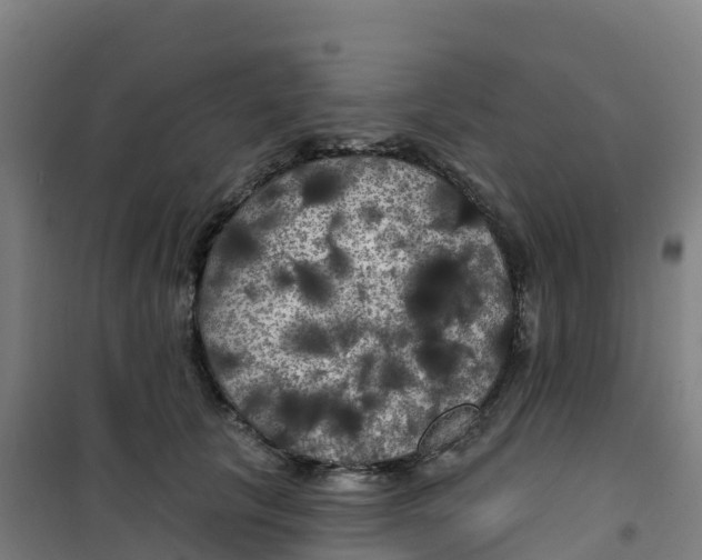 X0000100370657200807031903