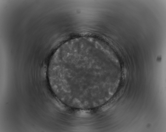 X0000100370664200807031903