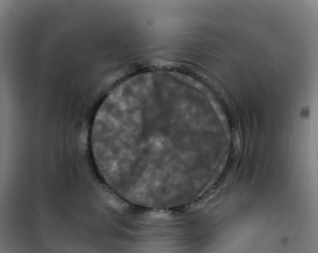 X0000100370668200807031903