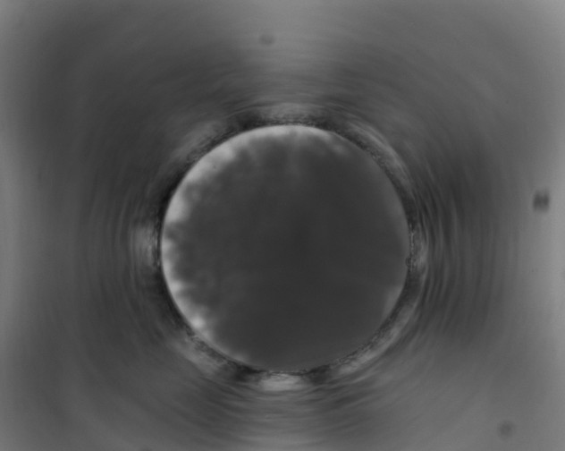 X0000100370669200807031903