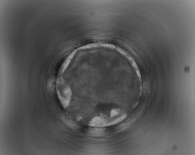 X0000100370671200807031903