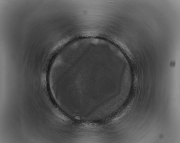 X0000100370681200807031903