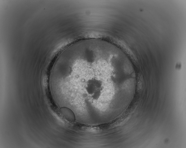 X0000100370683200807031903