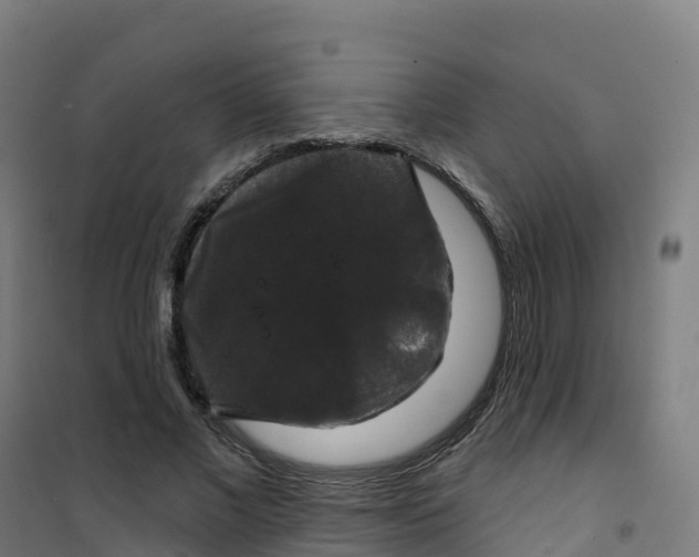 X0000100370685200807031903