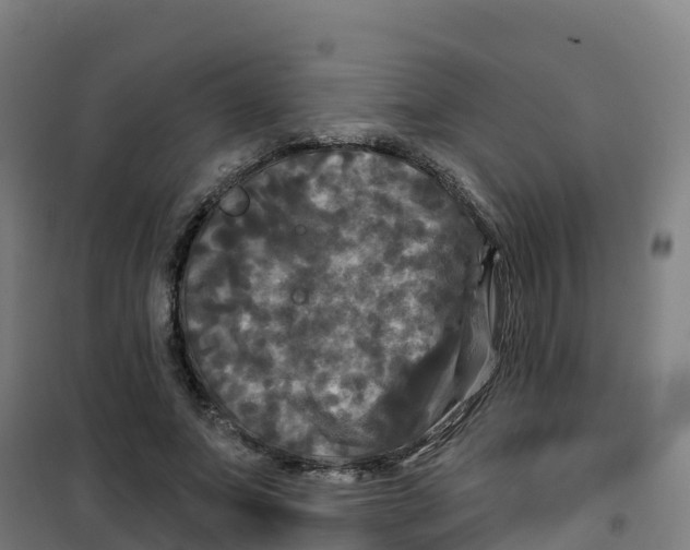 X0000100370687200807031903