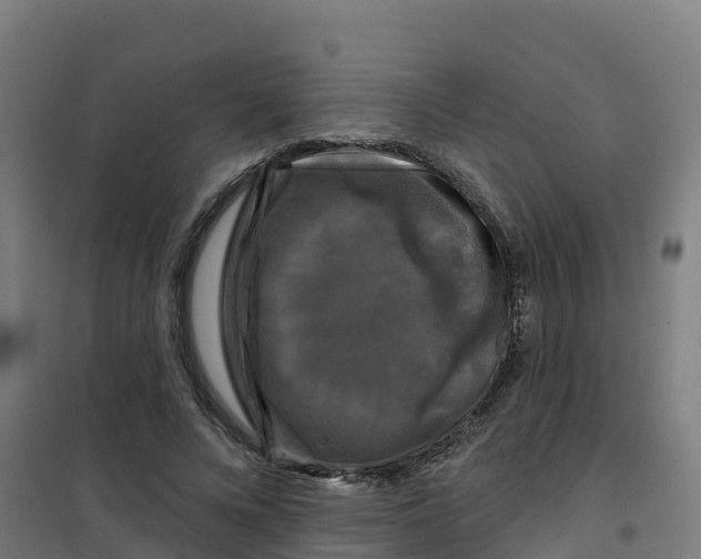 X0000100370688200807031903