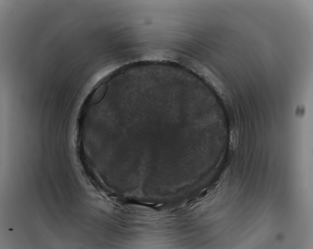 X0000100370724200807031901