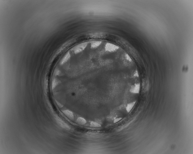 X0000100370725200807031901