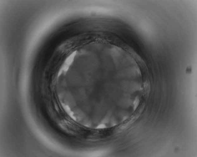 X0000100370765200807031902