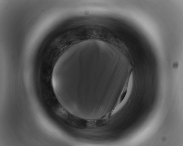 X0000100370766200807031902