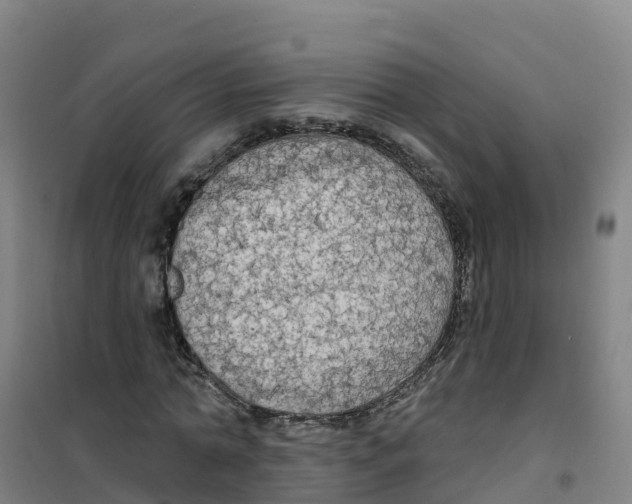 X0000100370774200807031901