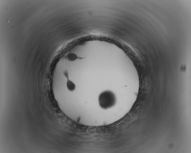 X0000100370776200807031901