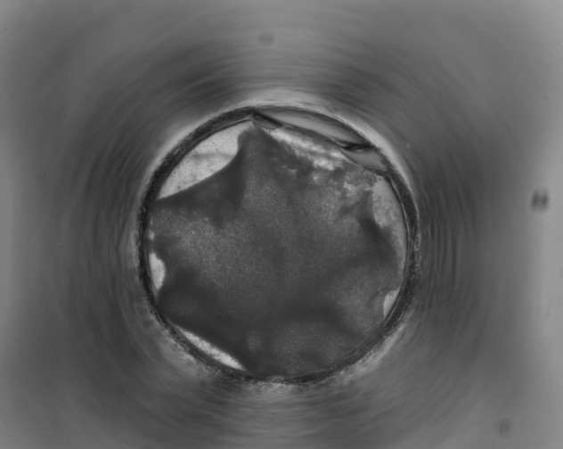 X0000100370783200807031901