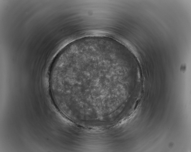 X0000100370835200807031900