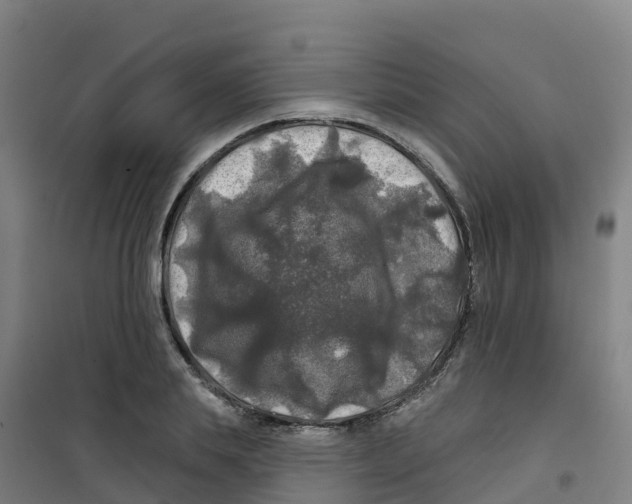 X0000100370839200807031900