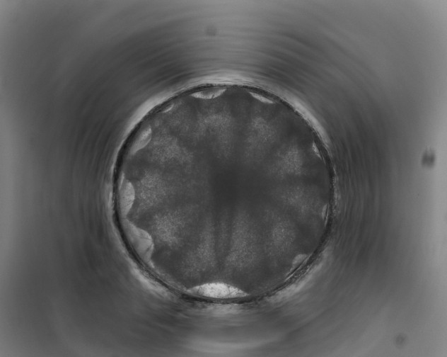 X0000100370845200807031900