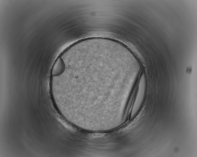 X0000100370846200807031900