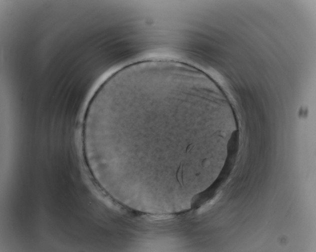 X0000100370864200807031901