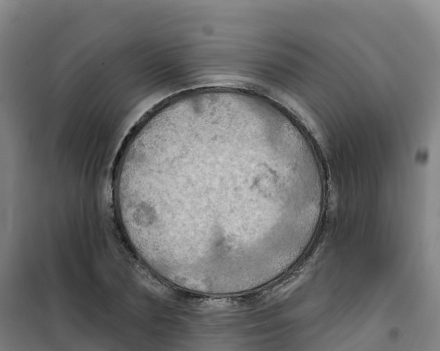 X0000100370883200807031900