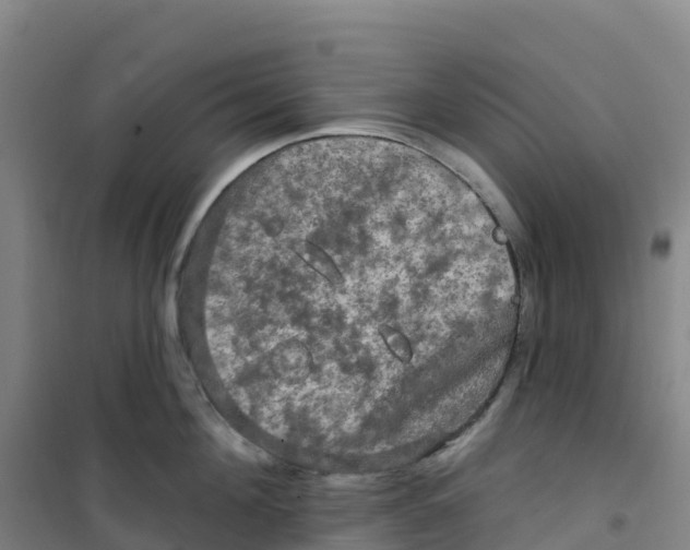 X0000100370908200807031859