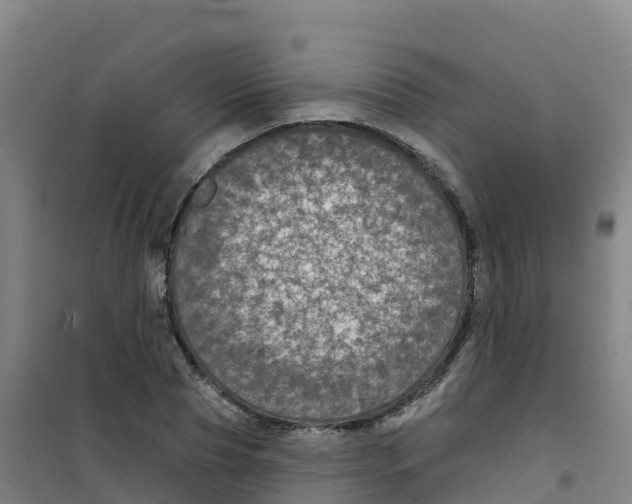 X0000100370929200807031859