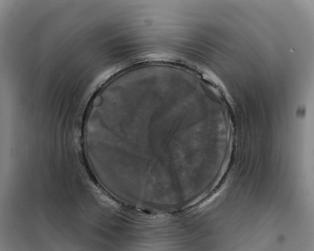 X0000100370930200807031859