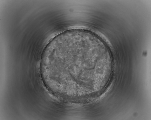 X0000100370937200807031859