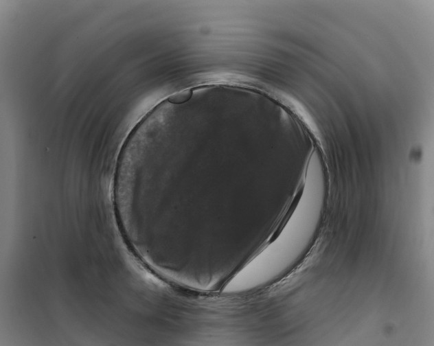 X0000100370946200807031859