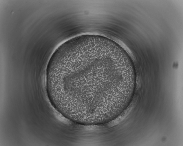 X0000100370988200807031858